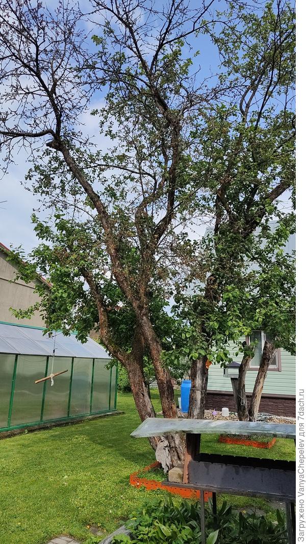 В этом году дерево изрядно облысело