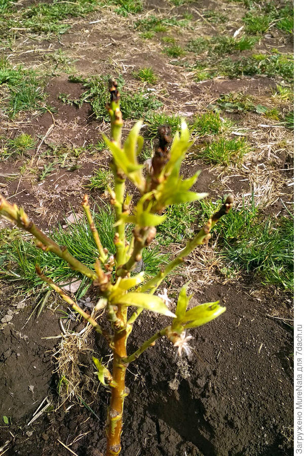 Персик Тотем садовода