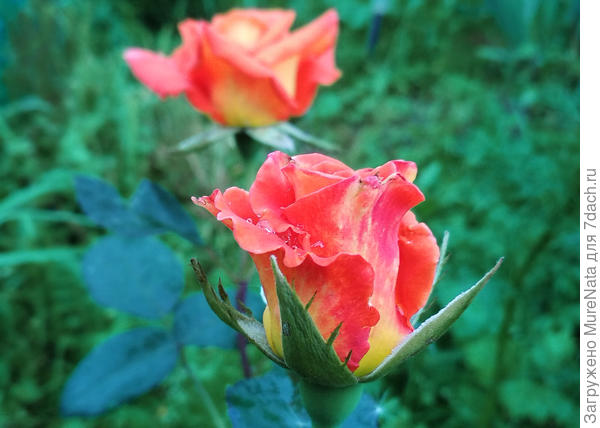 ещё нераскрывшийся бутон