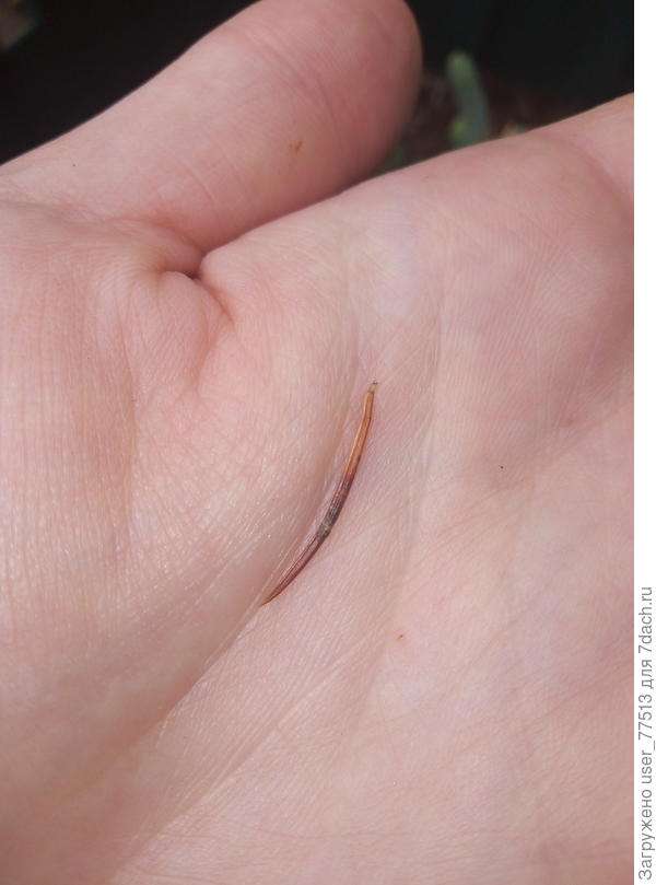 А вот иголочка