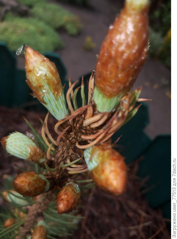 Вот ещё фото