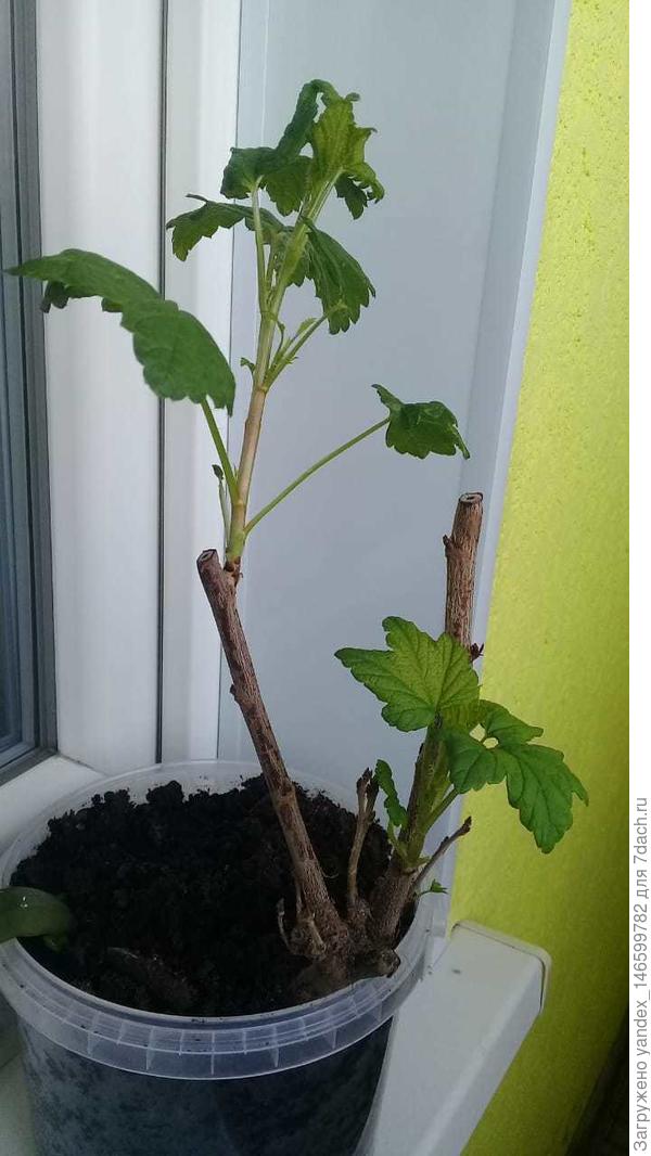 Это второй саженец. Держится.