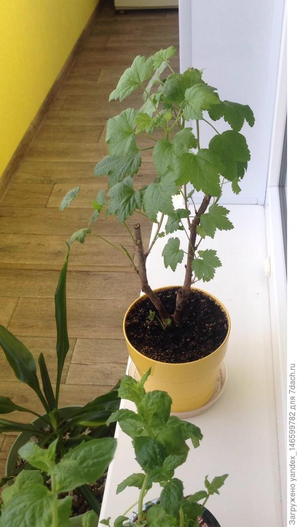 Стал таким. Потом стал засыхать.