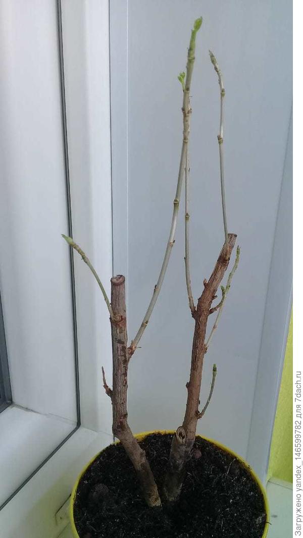 Сейчас выглядит так.