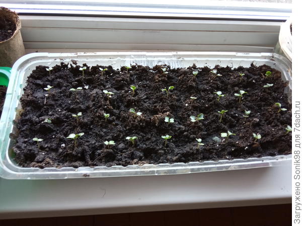 Капустка сорт "Сноубол"