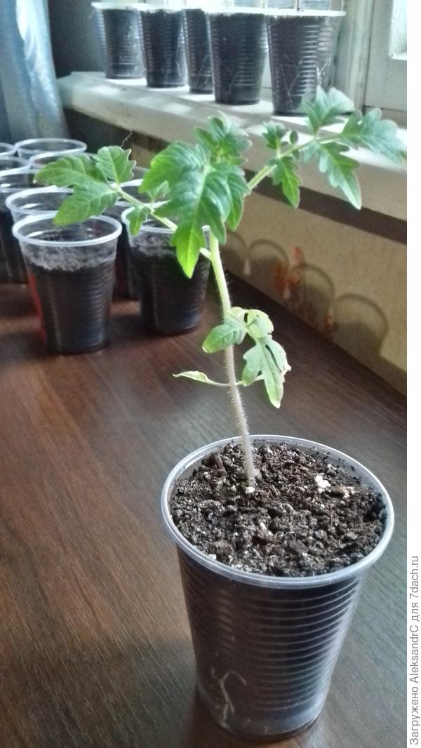 Прошлогодние в это же время.