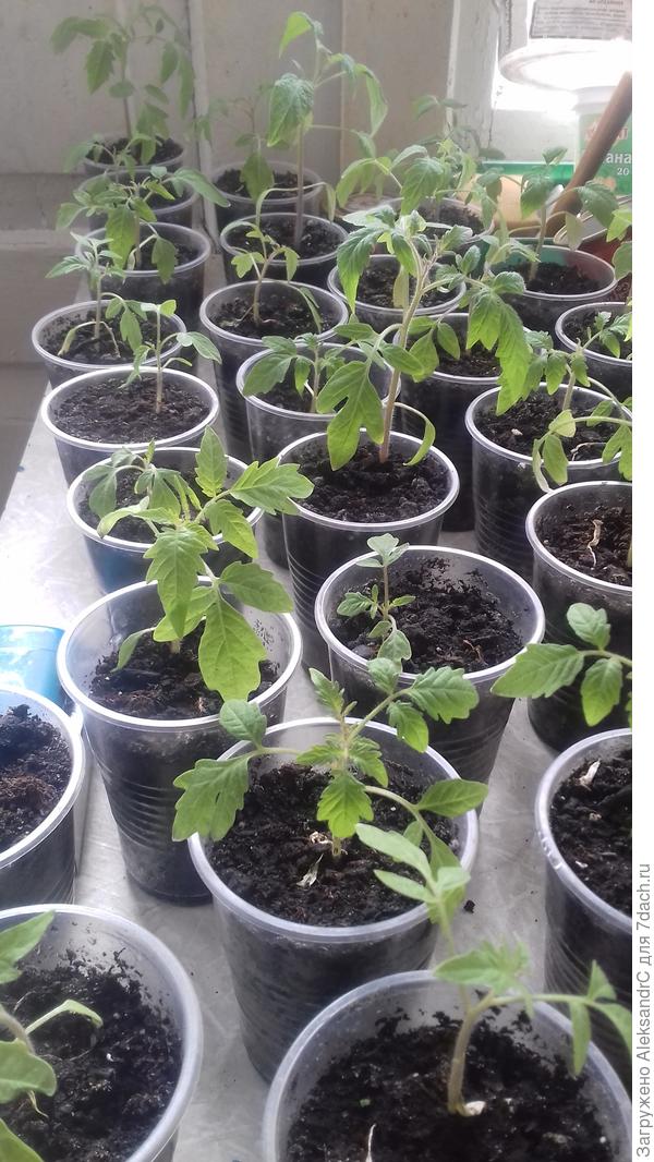 Ура!!!Вроде бы начала оживать.