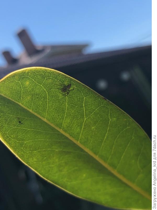 какие то жучки