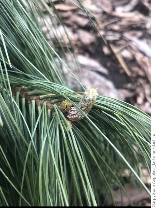 Сосна шверина вихрост