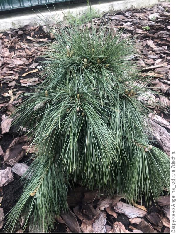 Сосна шверина вихрост