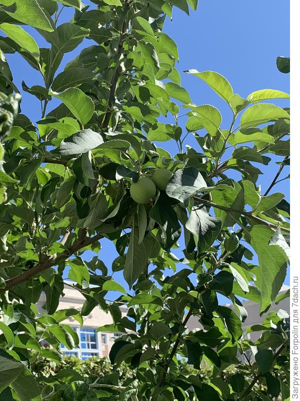 Все завязавшиеся плоды