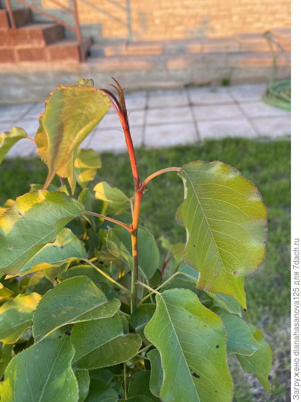 Чем подкормить плодовые деревья, если у них краснеют листья и верхушки? -ответы экспертов 7dach.ru
