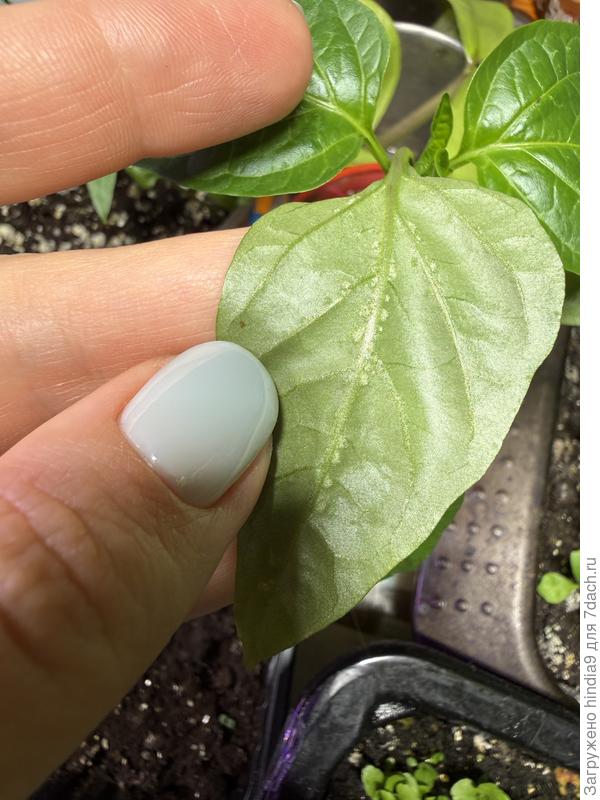 Перец листья