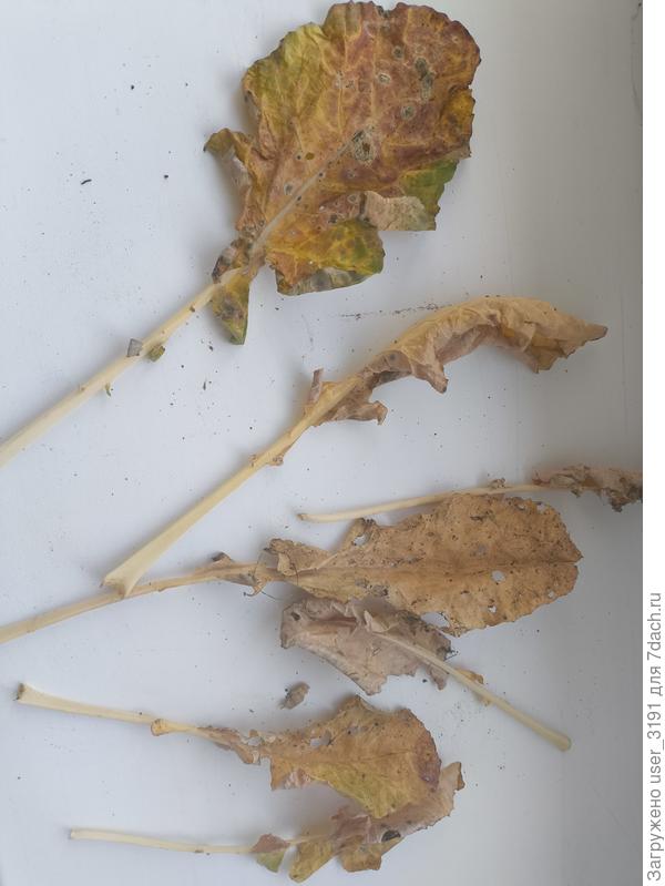 Поражённые листья