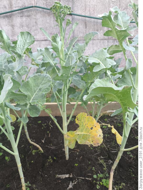 Цветная капуста