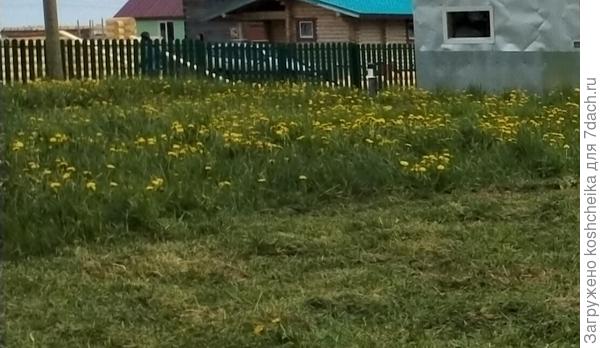 За неделю трава вымахала, и всё по новой.