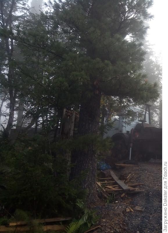 2018г пристволовое пространство , щебенкой немного подсыпало