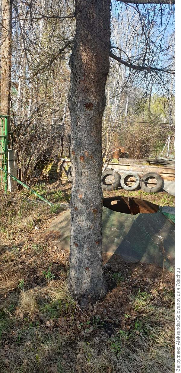 Ель