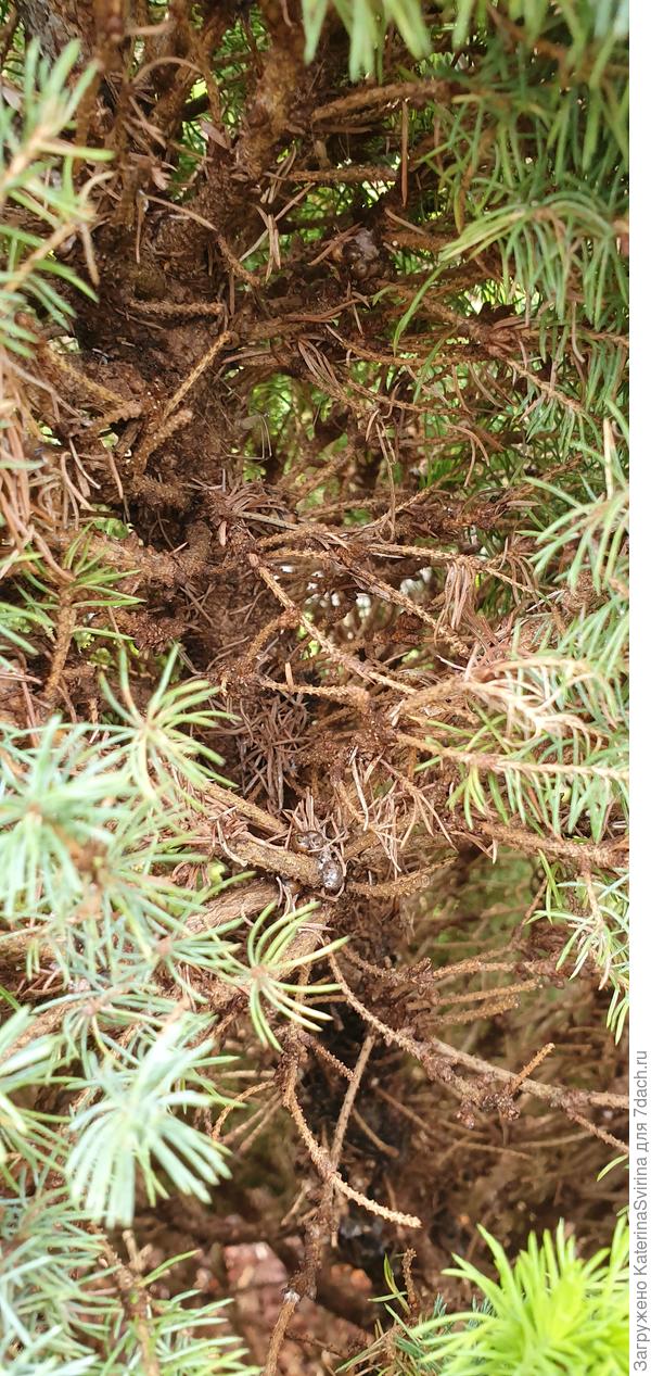 Вот такие пузырьки