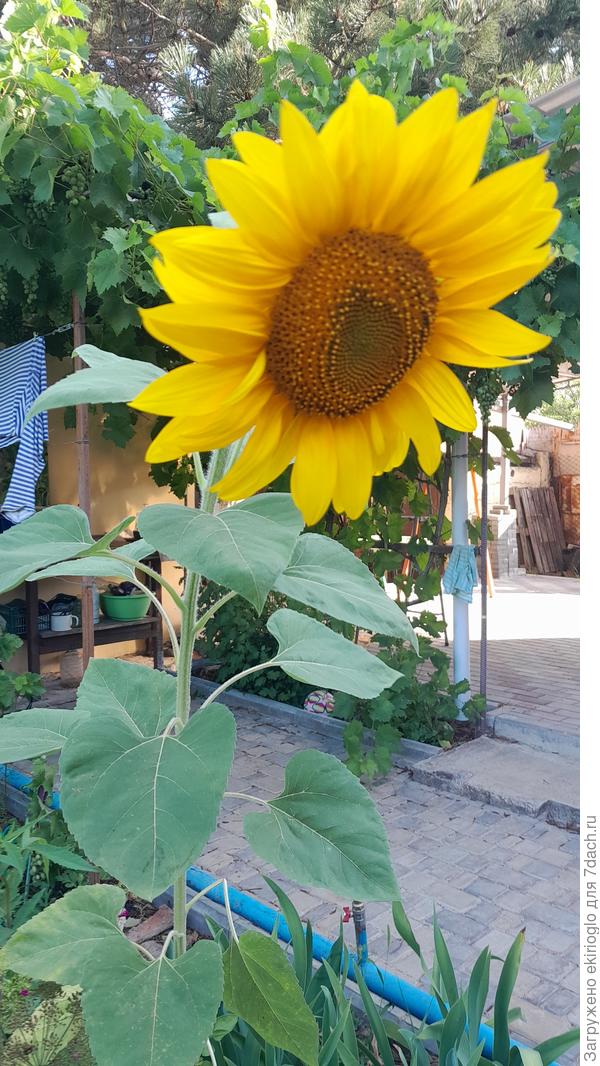 взошел ,сразу не выдернула, теперь уж красоту жалко