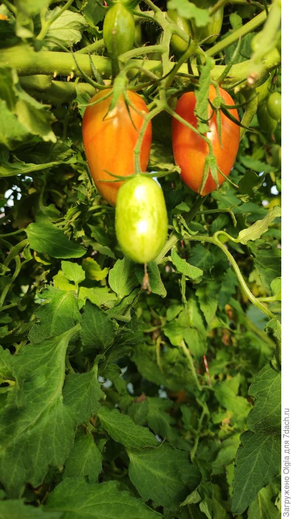 Котя розовый. Шкурка плотная, тонкая, вкусные,для заготовок отлично будет.