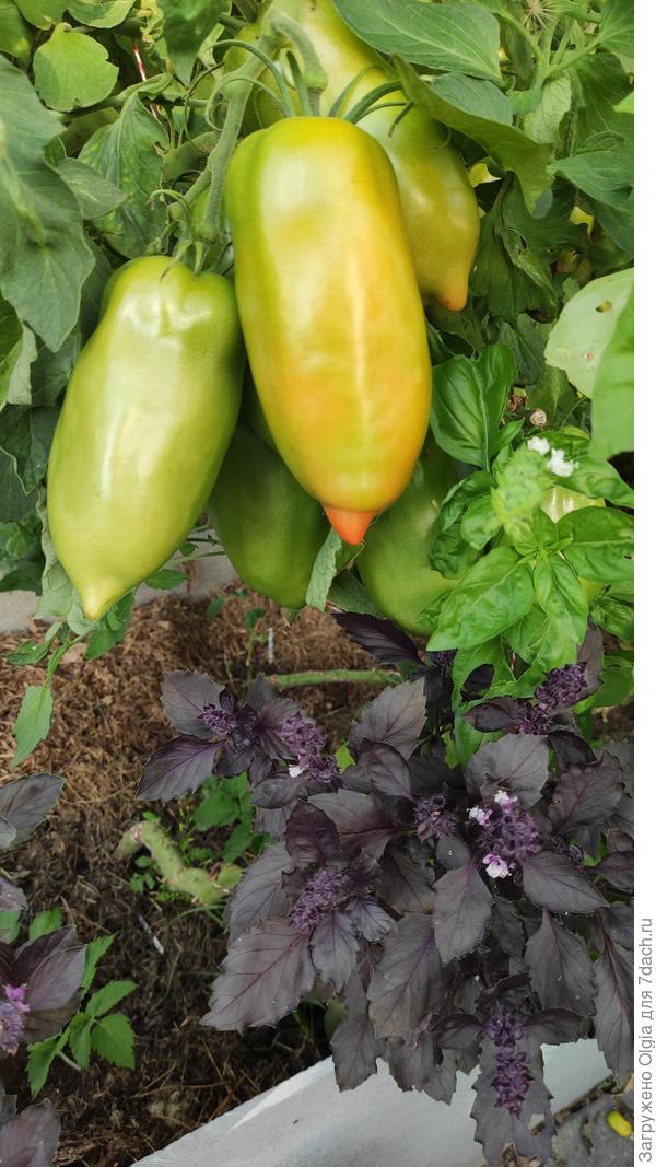 Корнабель. Очень жду. Семена дорогие, всего 5 штук в пакете. Взошли все,выросли все,пока краснеть начинают.