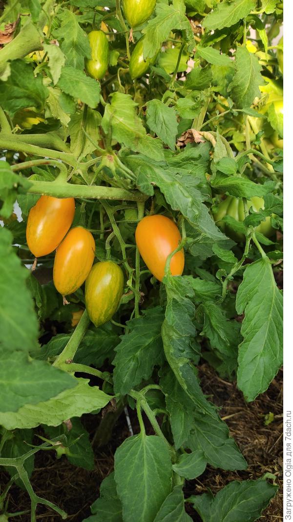 Котя жёлтый. Немного с кислинкой,шкурка плотная,вкусные.