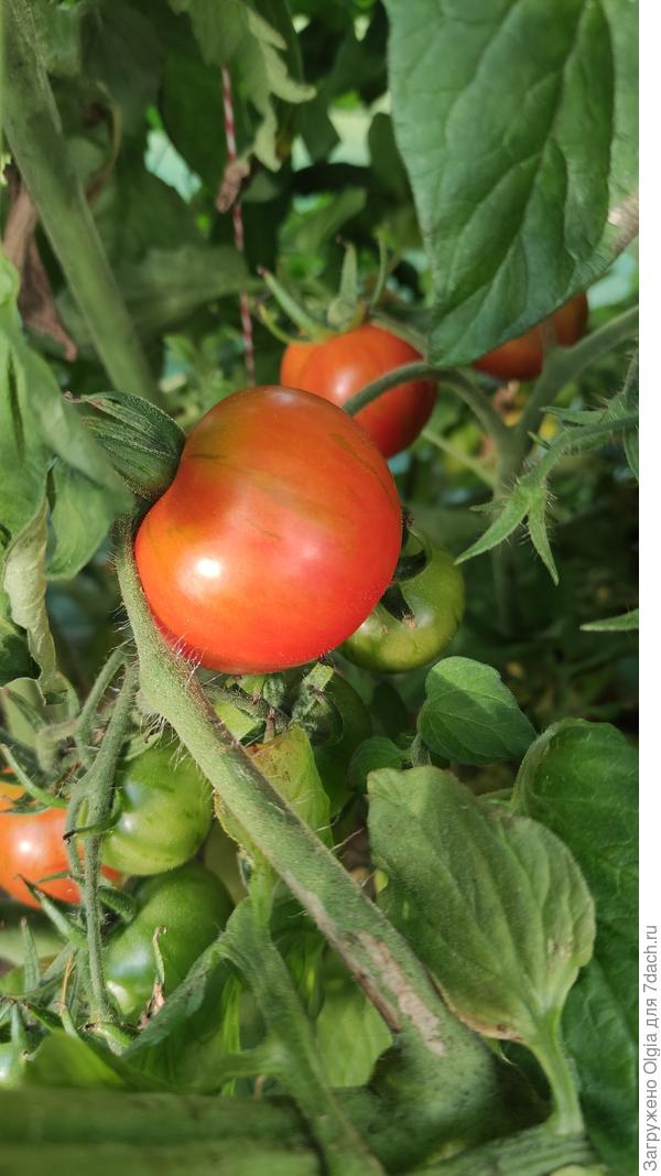 Пасхальные яйца . Понравились , красивые,вкусные.