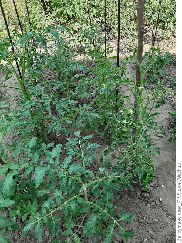 Листья скручиваются