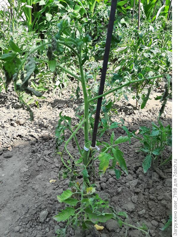 А на некоторых желтееют