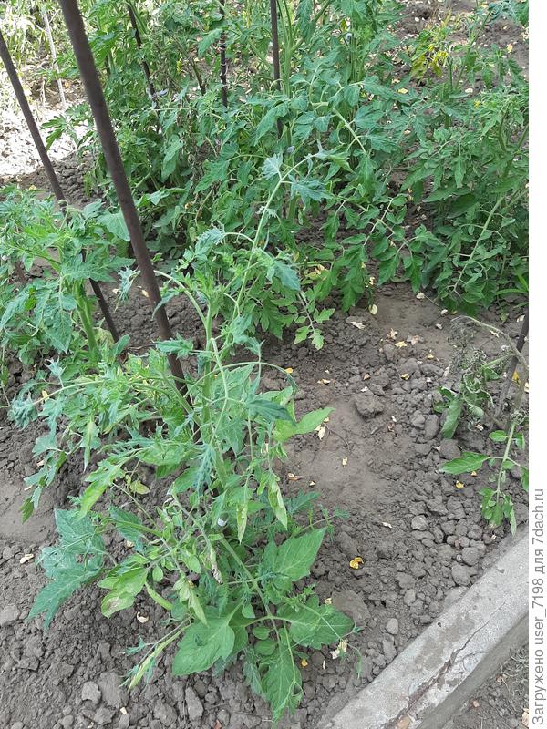 Изменение листьев