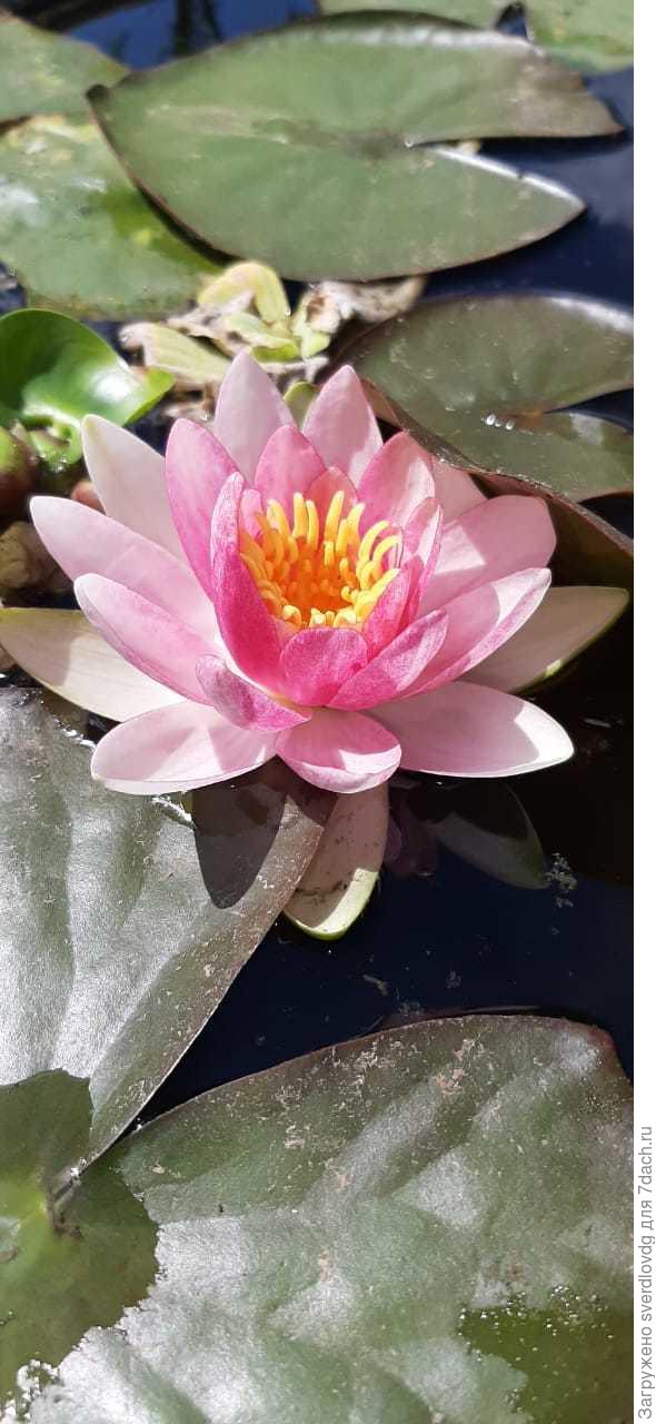 То что пришло