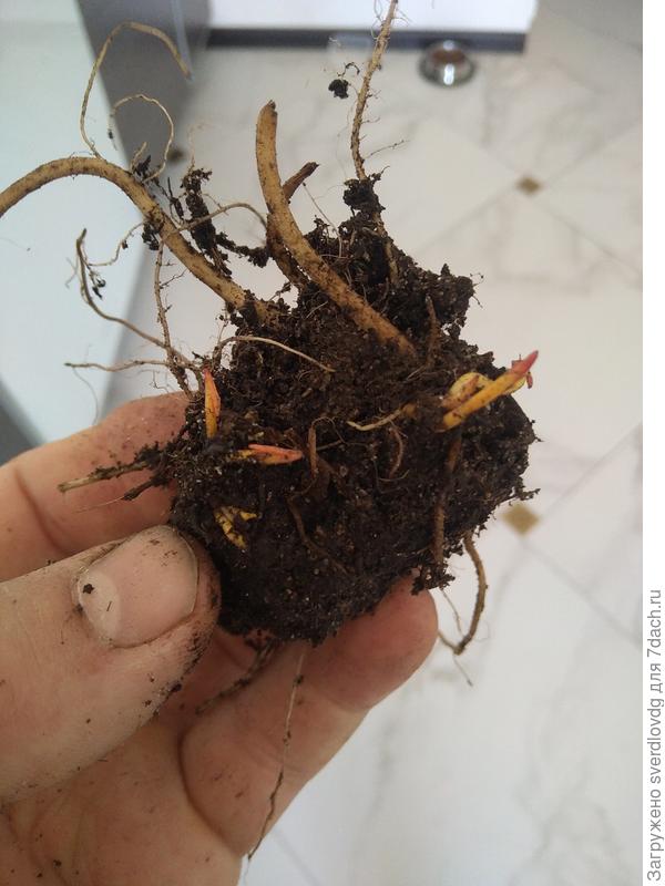 Якобы двухлетняя деленка (((