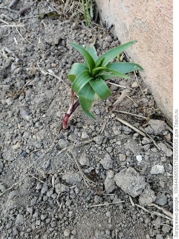Что это за растение?