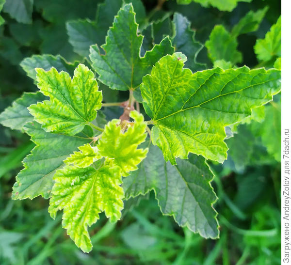 Верхние листья крыжовника
