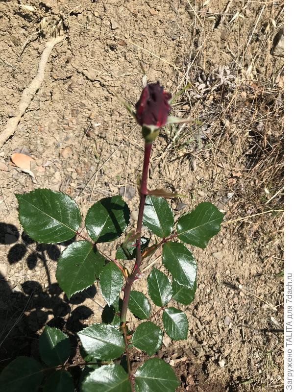 мое чудо собирается зацвести)))