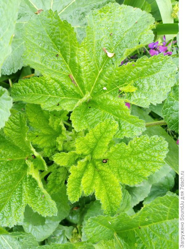 Эти неизвестные мне растения. Я попробовала загружать. Но с сегодняшнего утра кнопка &quot;Изображение&quot; вообще пропала.! Может есть какое нибудь приложение от вашего сайта? Я захожу через браузер. И у меня не получается многое.