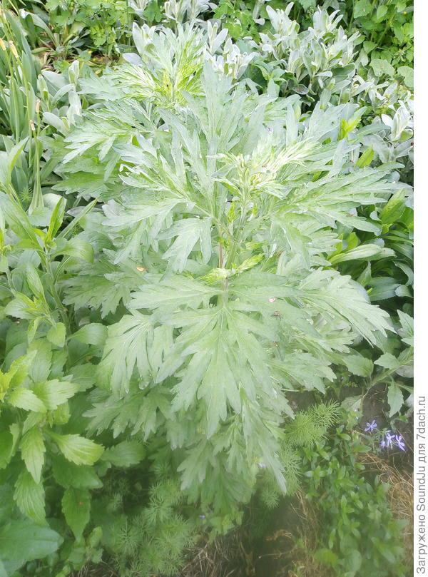 Какое это растение?