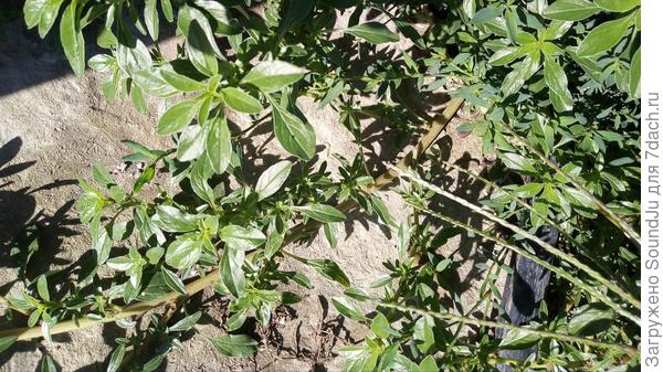 Стебель похож на стебель портулака, разрастается также, но это другое растение