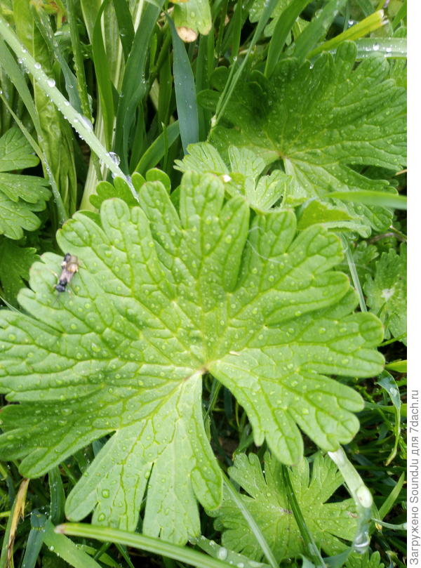 Лист в диаметре может быть более 6 см