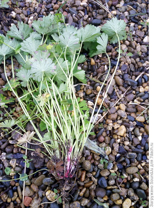 Растение 2 :Розетка с красноватыми черешками