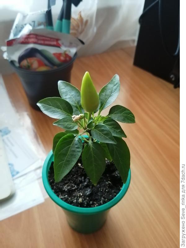 Перец декоративный капсикум сальса желтый