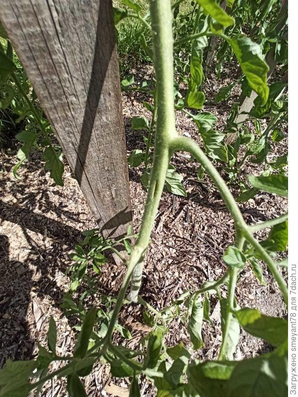 Трещина на стволе на другом кусте