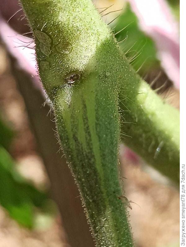 Основание черешка листа