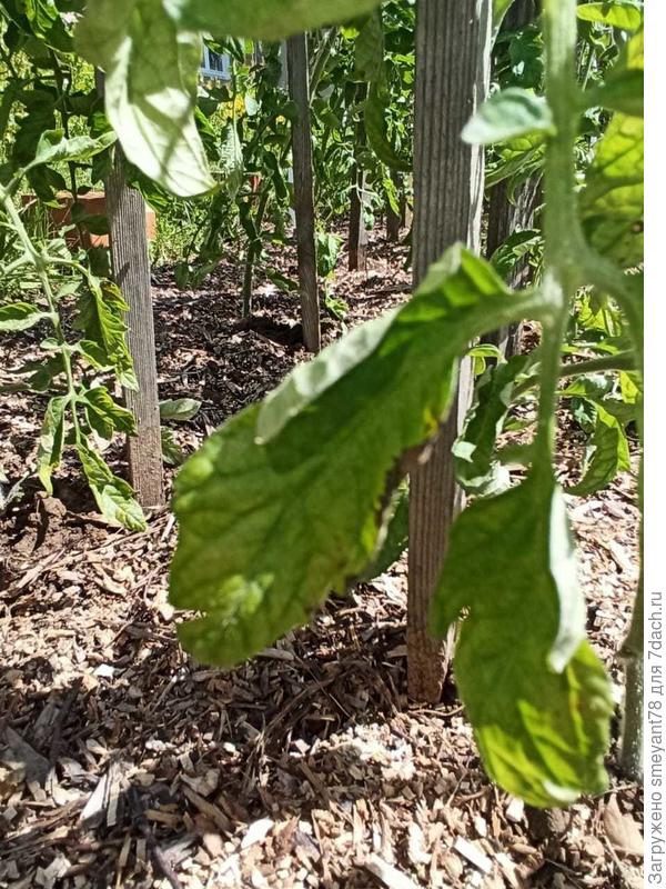 Некроз на листе