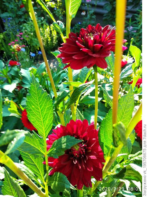 Арабская ночь