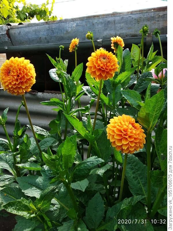 Джоуи Шанталь