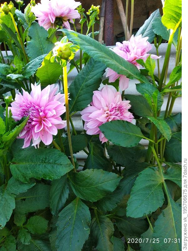 Сер Ральф Рамси