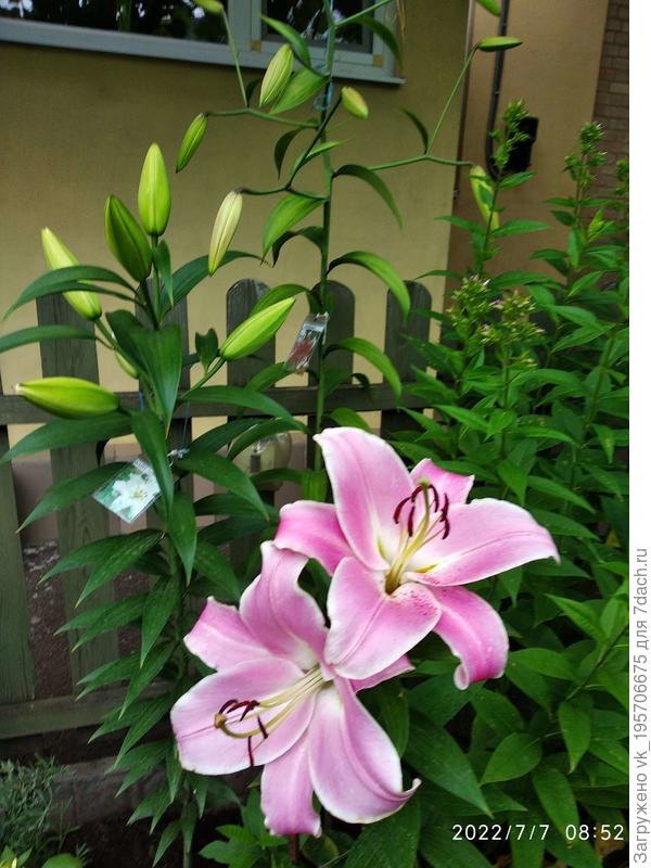 Лилия &quot;Коринте&quot;