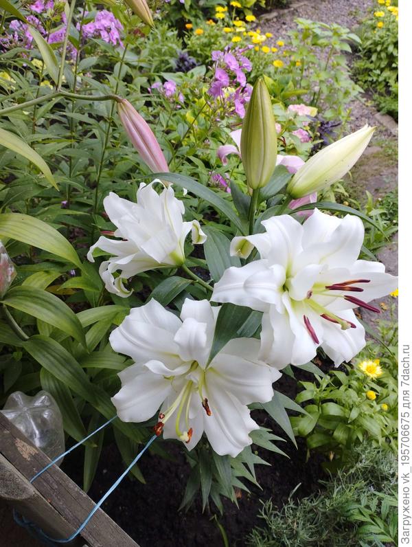 Лилия &quot;Вайт Айз&quot;